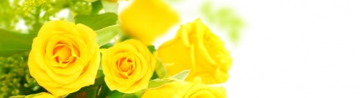 TVC31 - Yellow Roses