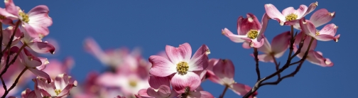 TVC22 - Dogwood Blossoms