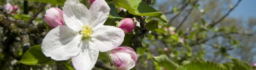 TVC26 - Apple Blossoms