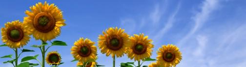 TVC69 - Sunflowers