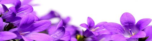 TVC75 - Purple Flowers
